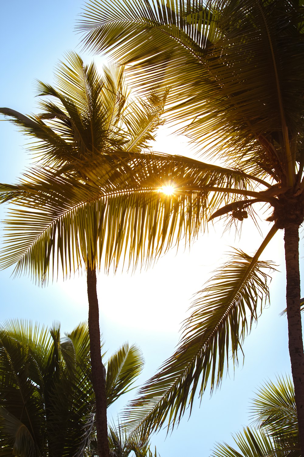 a group of palm trees