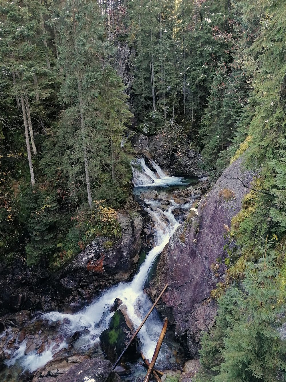 a river flowing through a forest