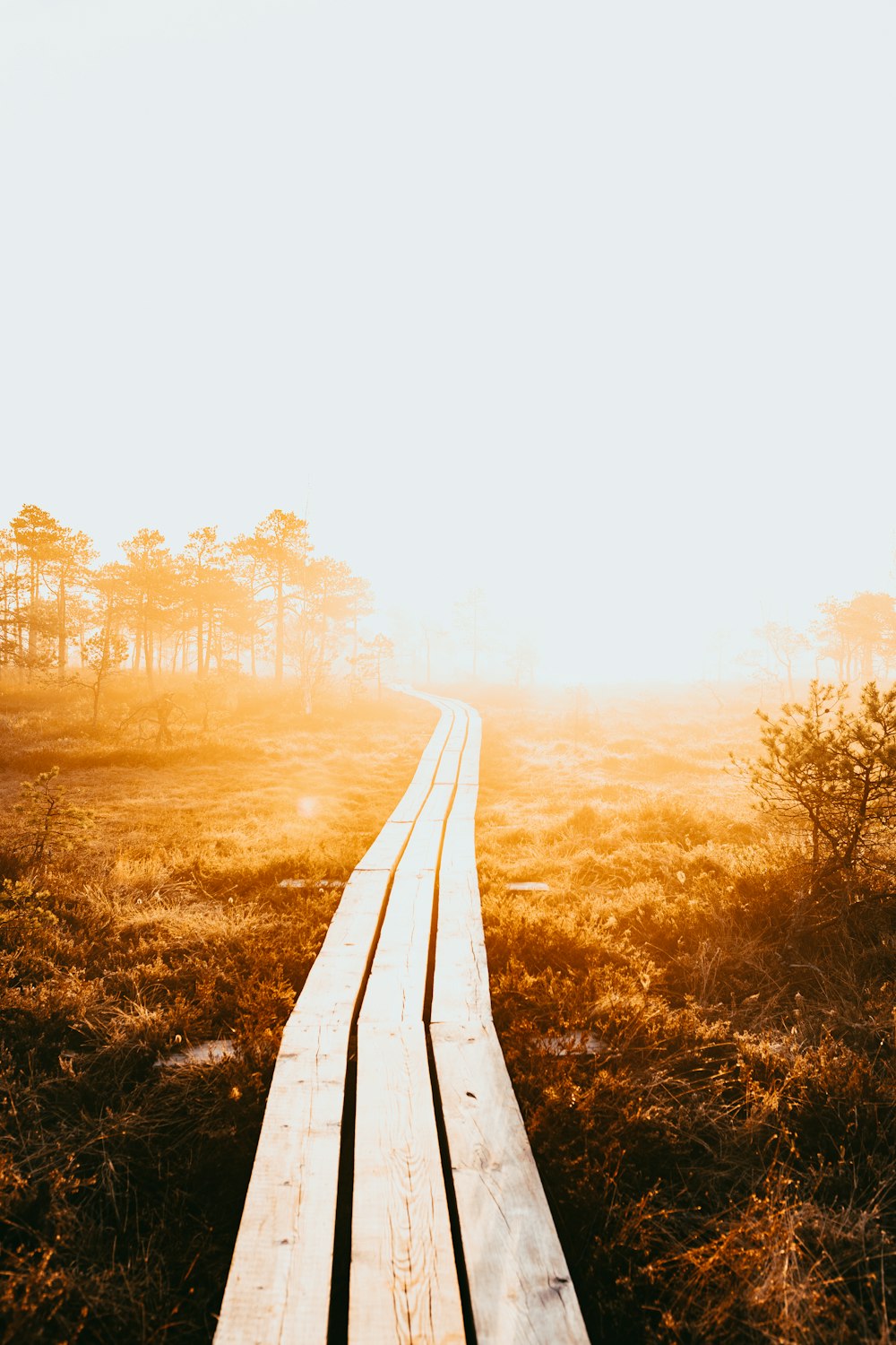 a wooden walkway through a field