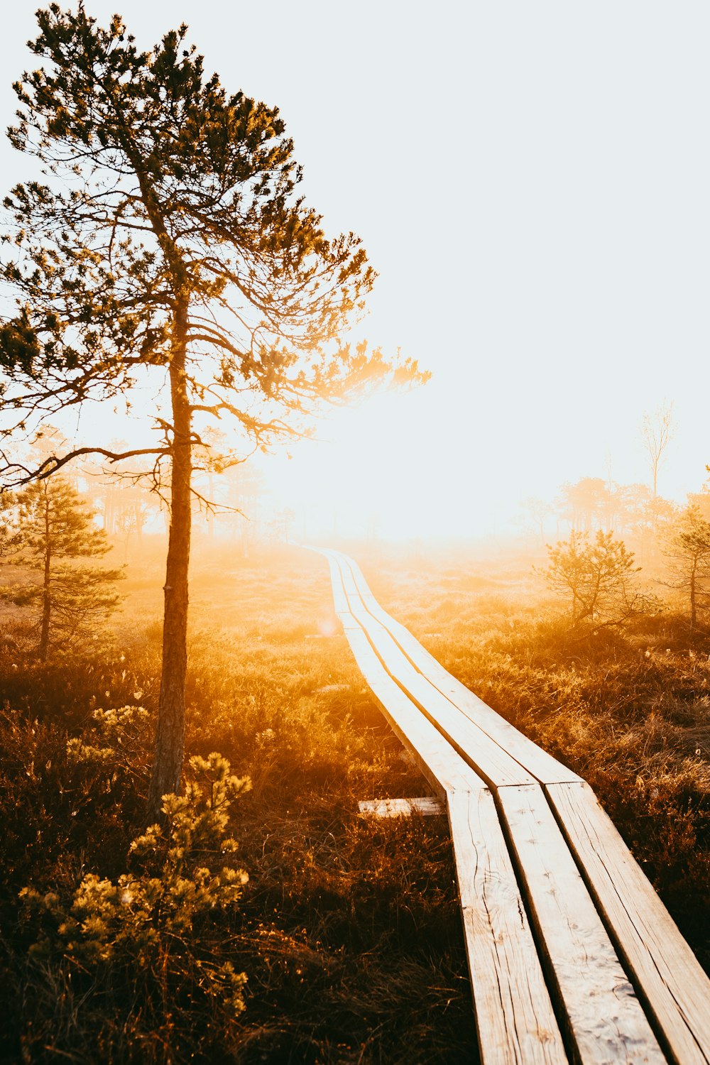 uma estrada com árvores ao lado