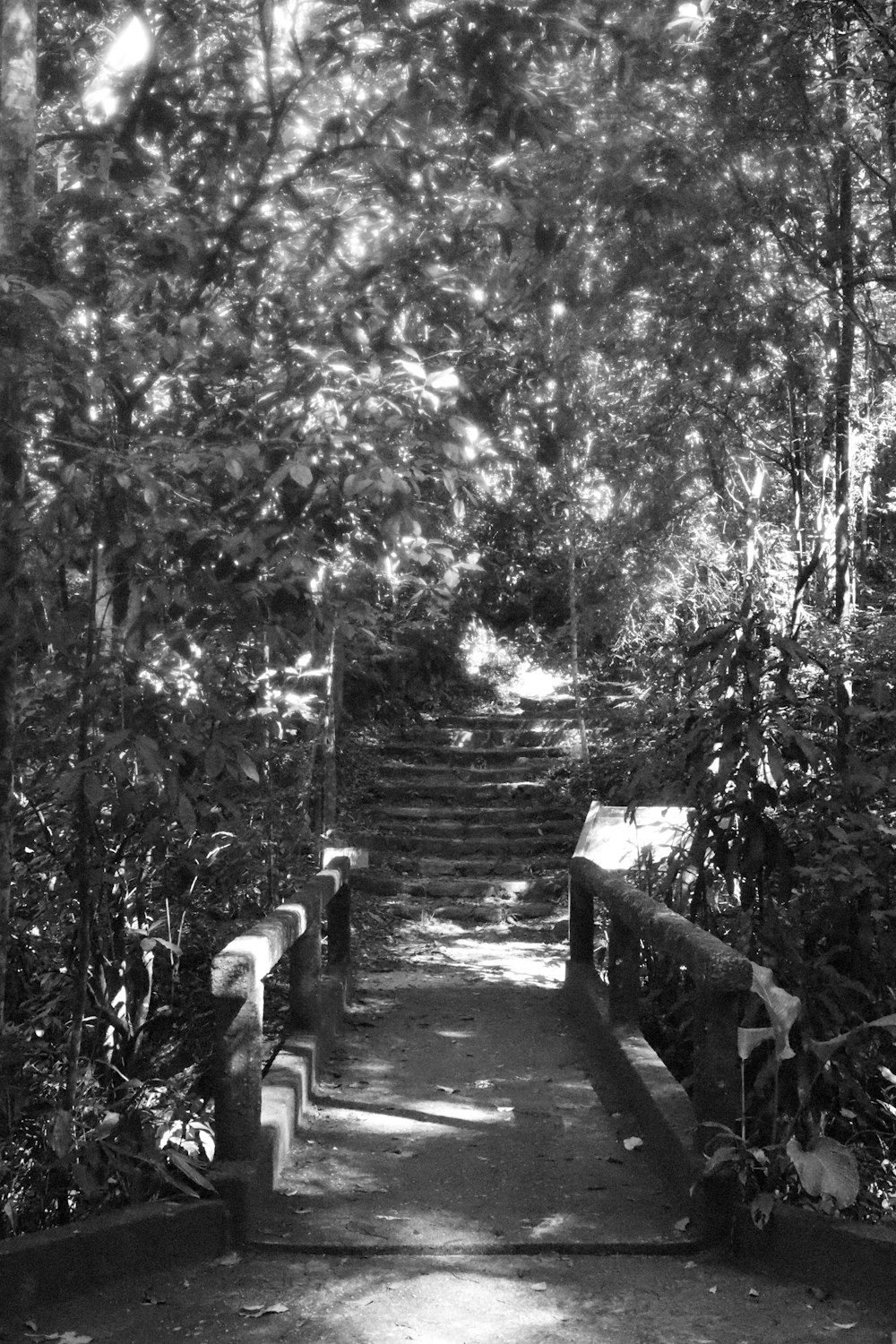 a wooden bridge with trees on either side of it