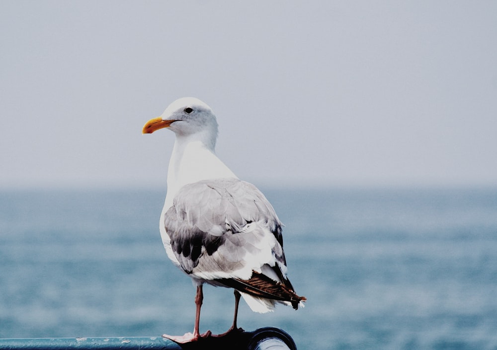 a seagull standing on a tire in front of the ocean