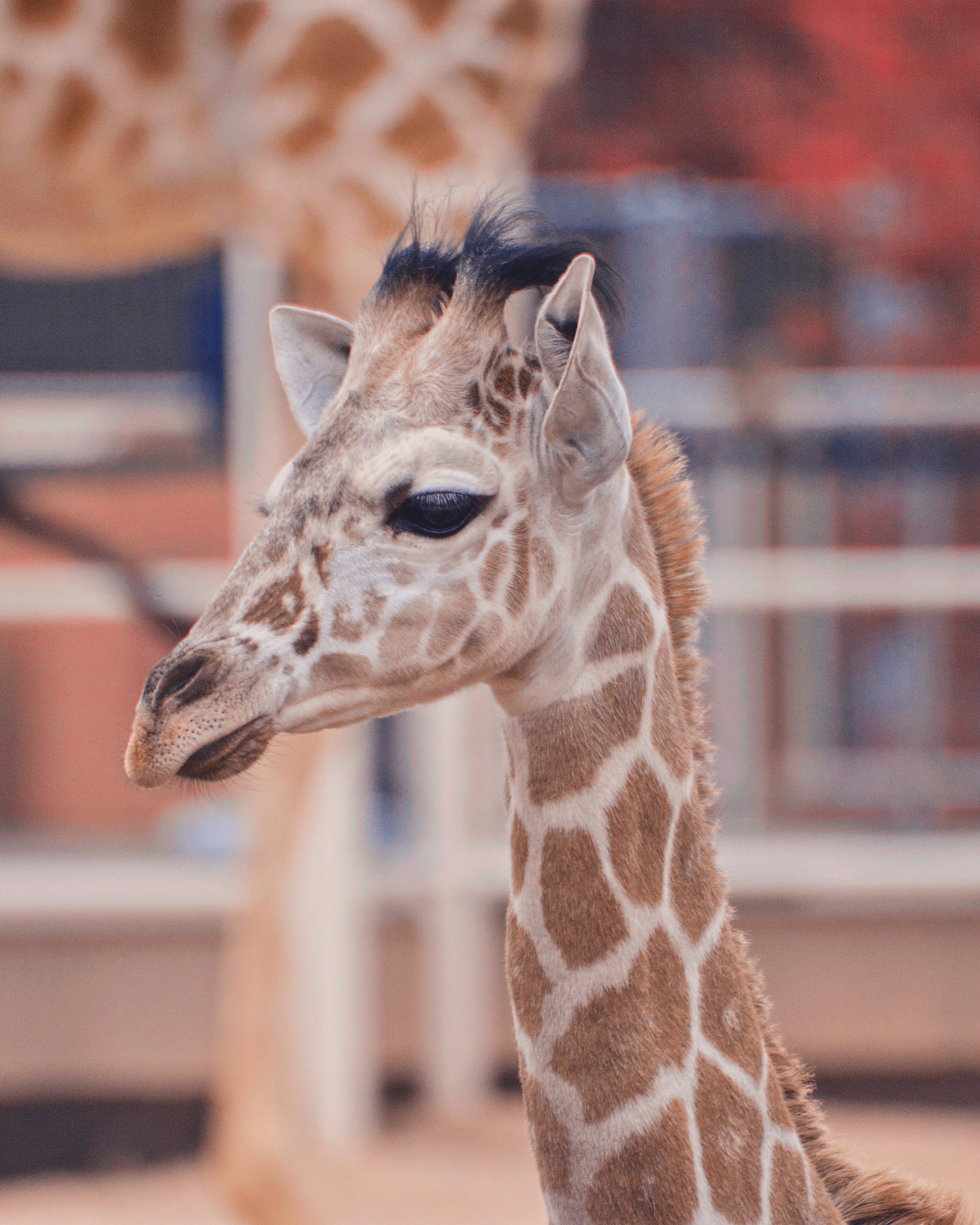 a giraffe looking at the camera