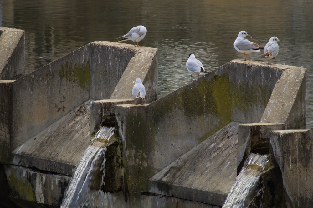 birds on a dock