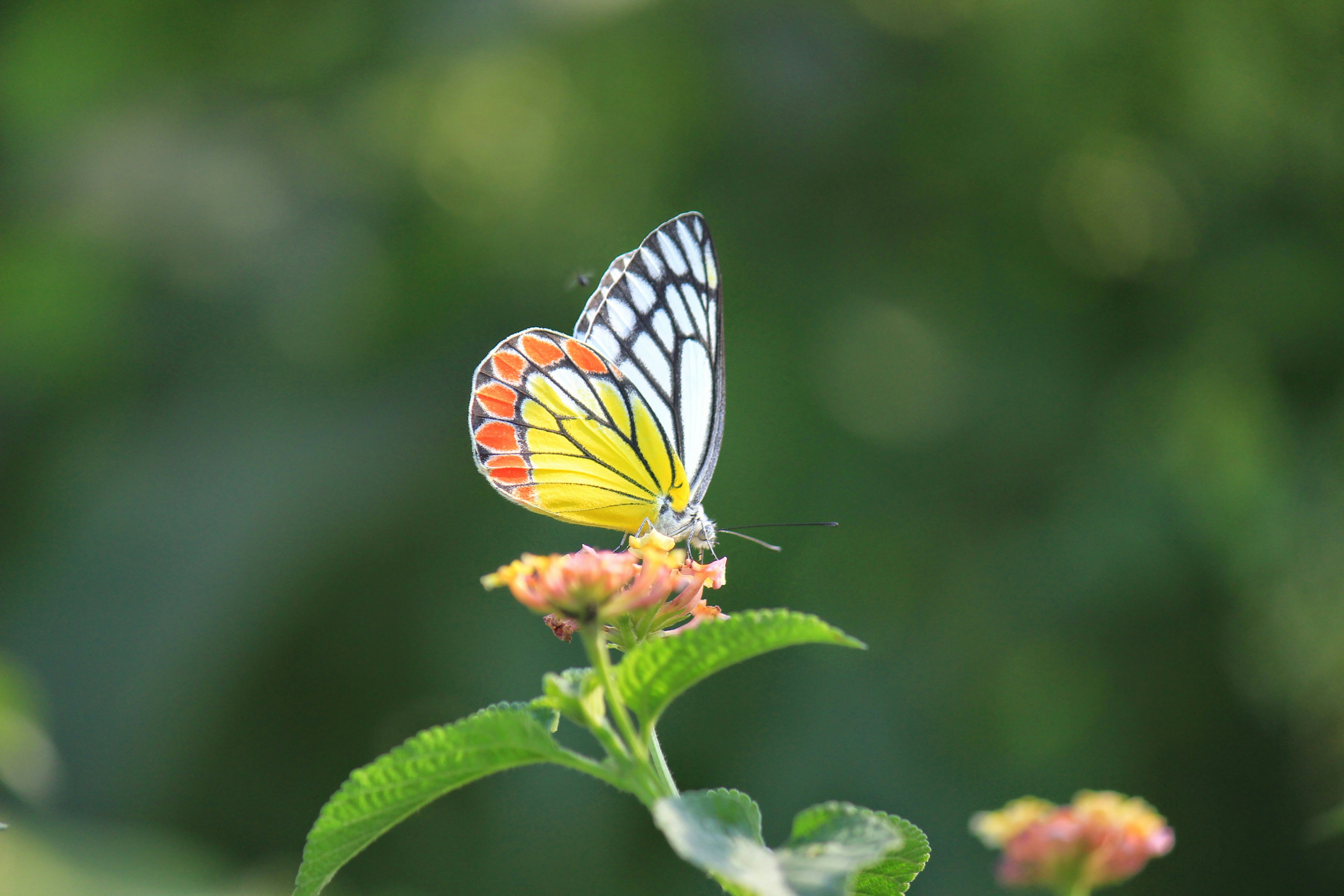 Photo by arijitdatta7