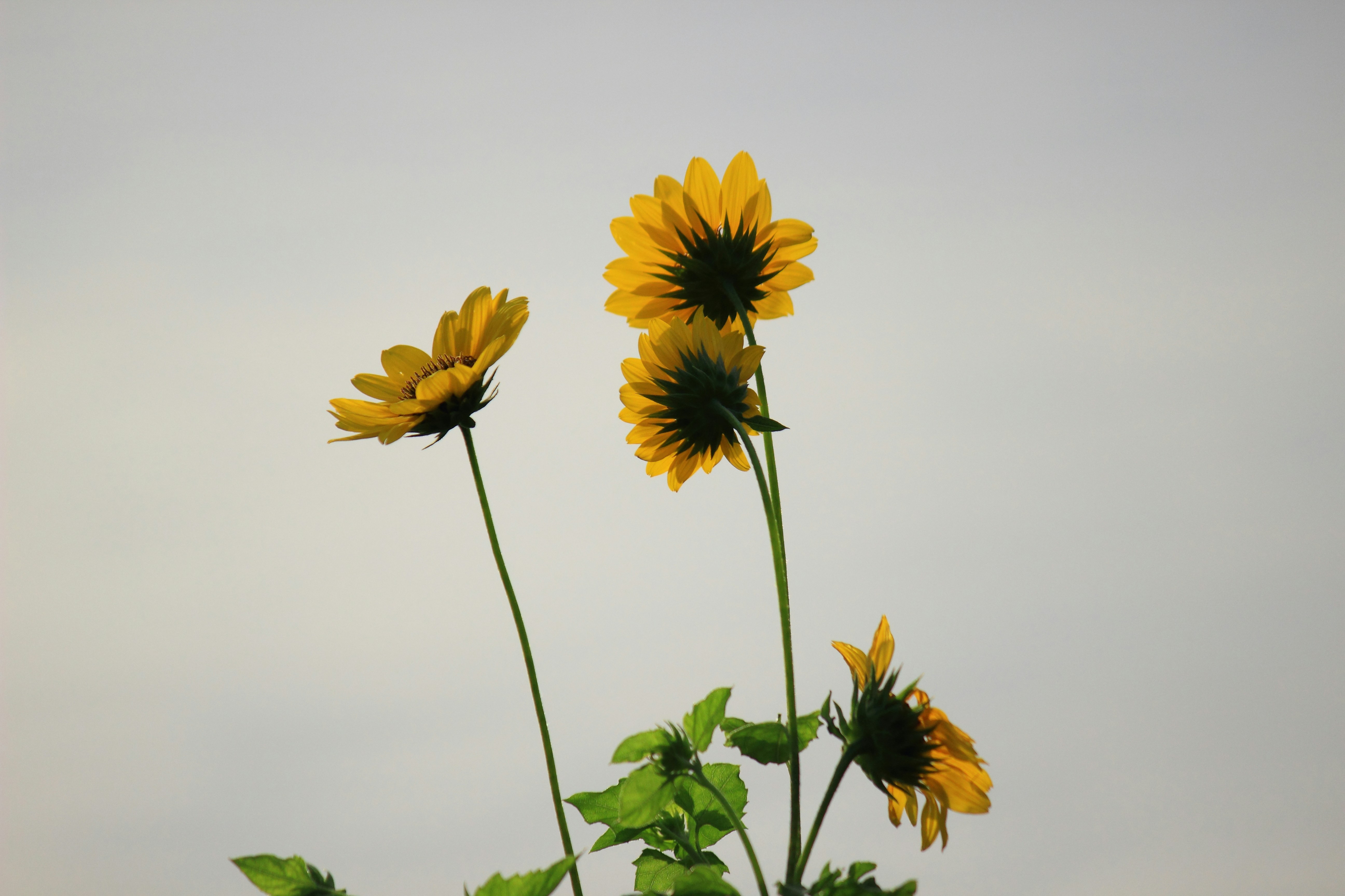 Photo by arijitdatta7