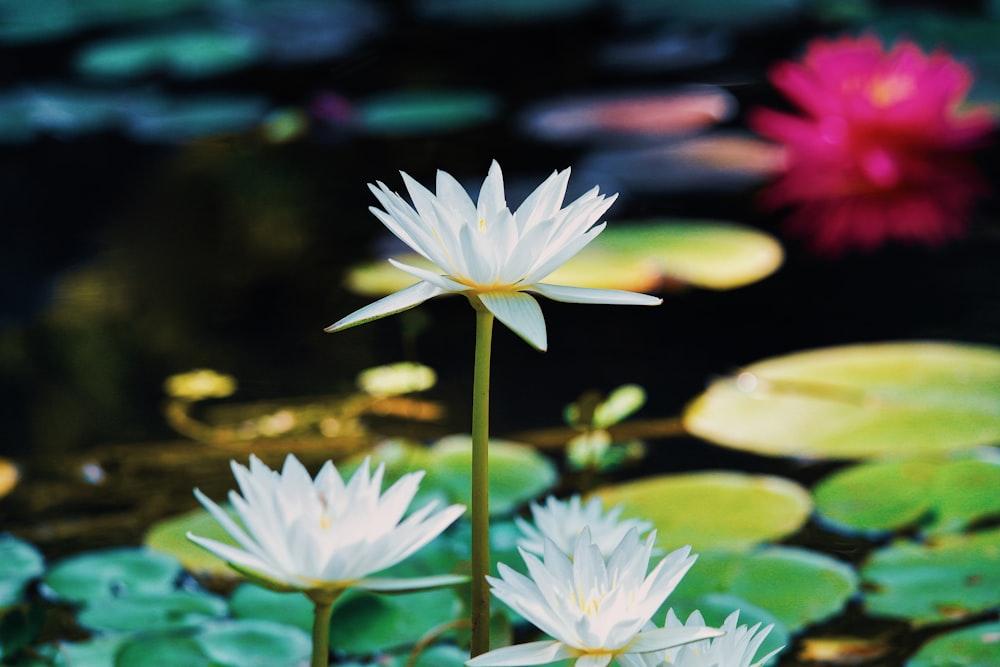 a close up of a pond