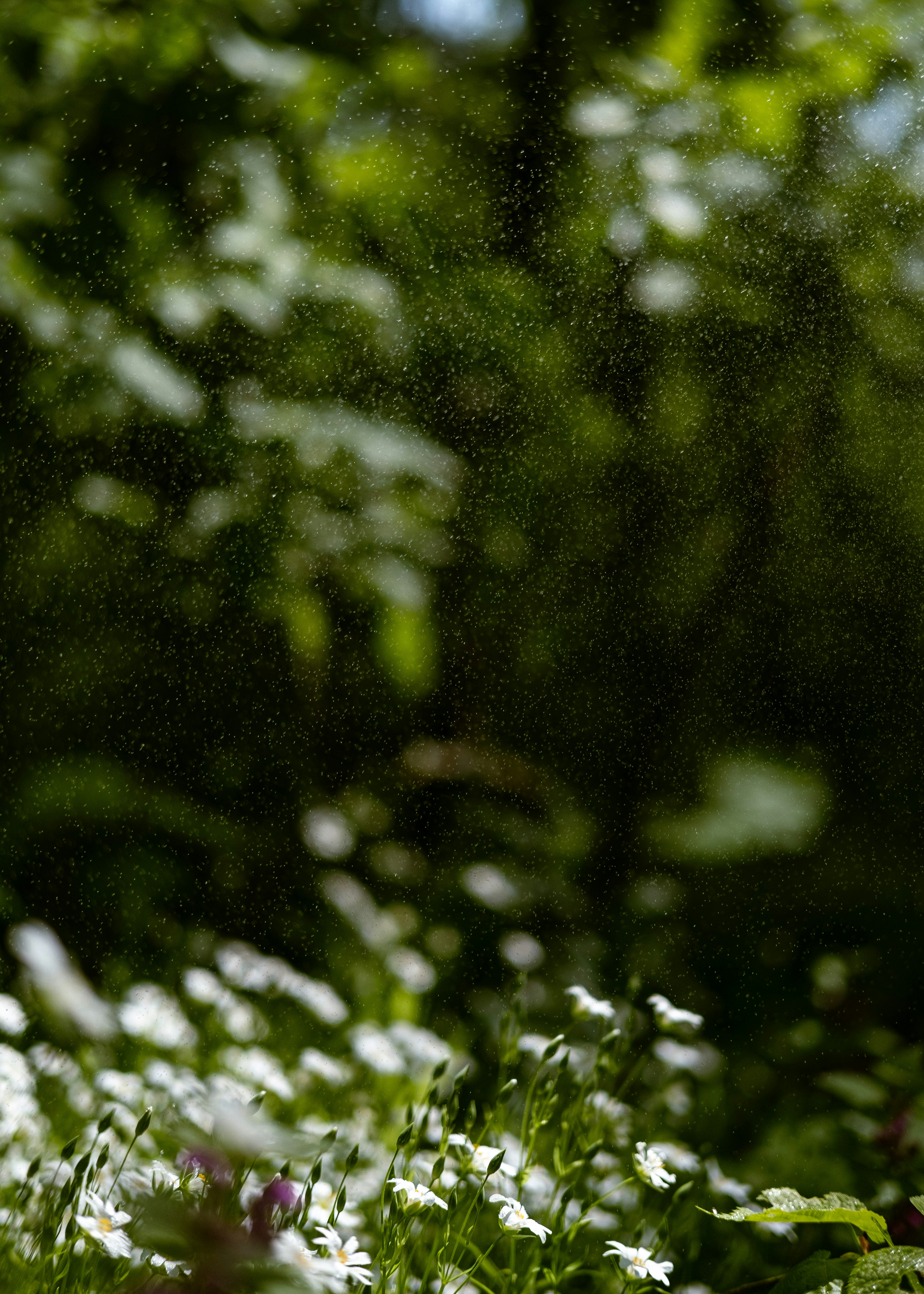 Rain Garden Construction