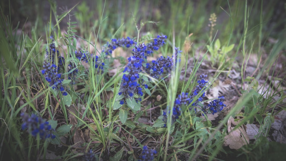 a close-up of some flowers