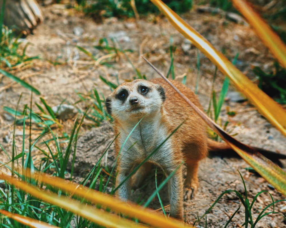 a small animal standing on a rock