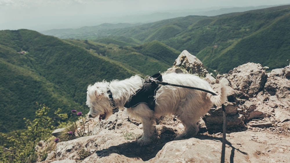 a dog on a rocky hill