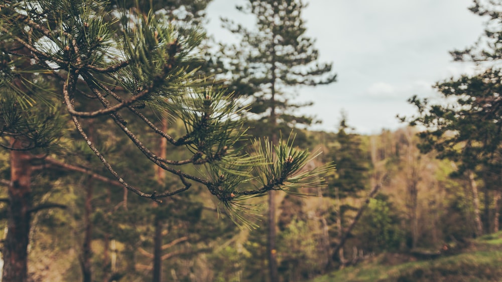 a group of trees