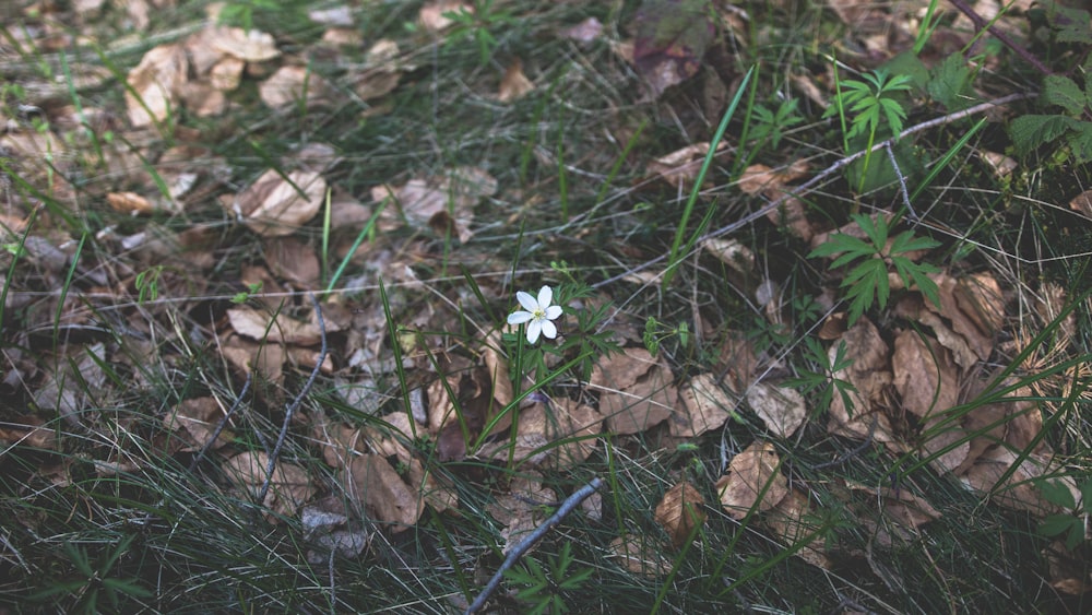 a flower in the grass