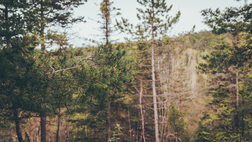 a forest of trees