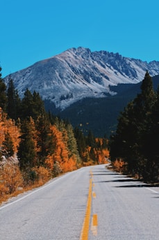 A sunlit winding mountain road framed by tall pine trees during autumn.