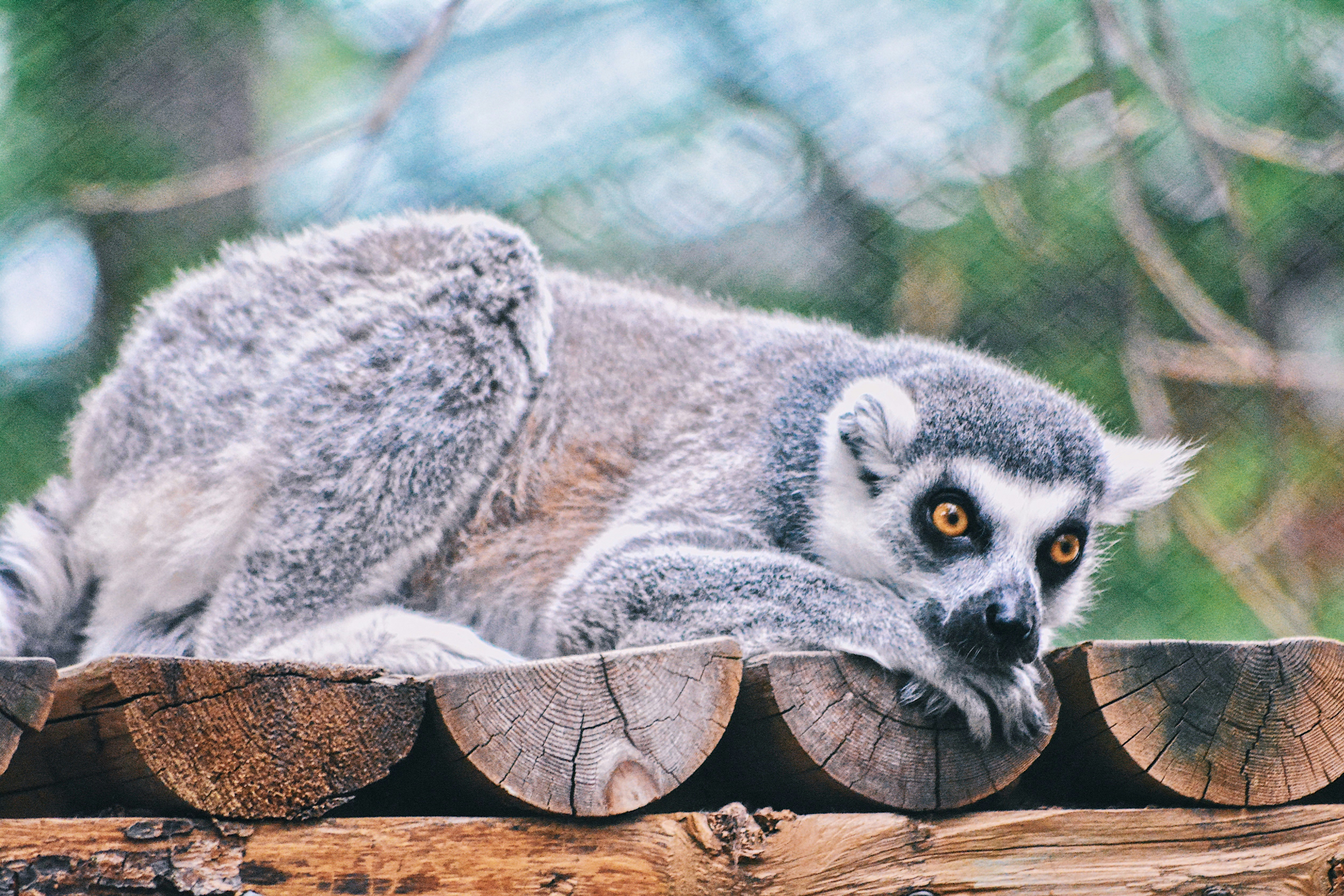 a raccoon lying on a tree branch
