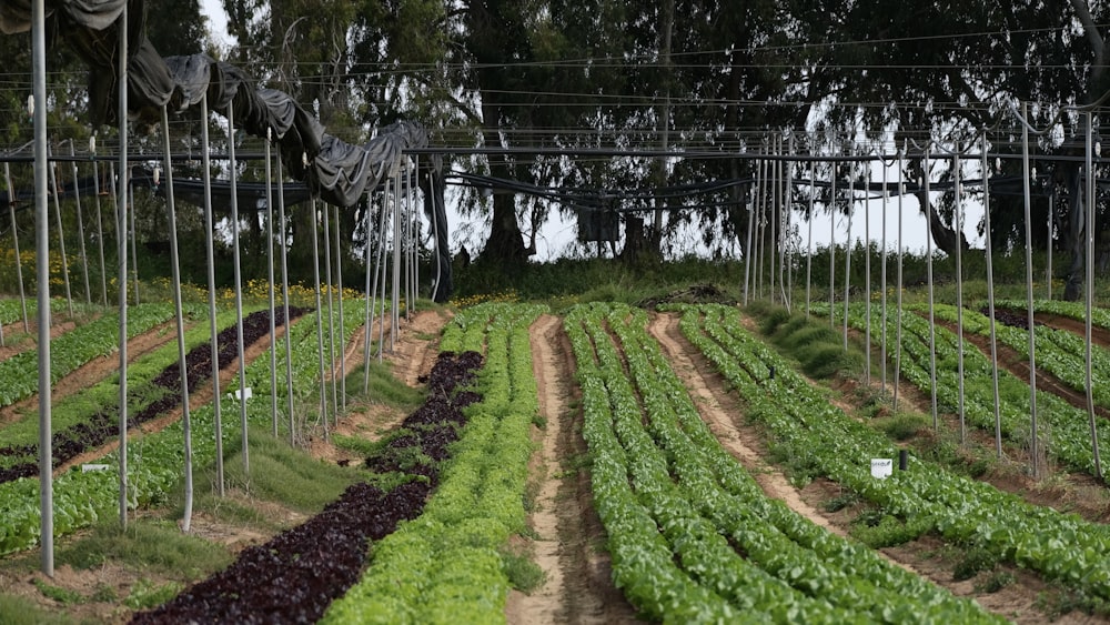 rows of plants in a greenhouse