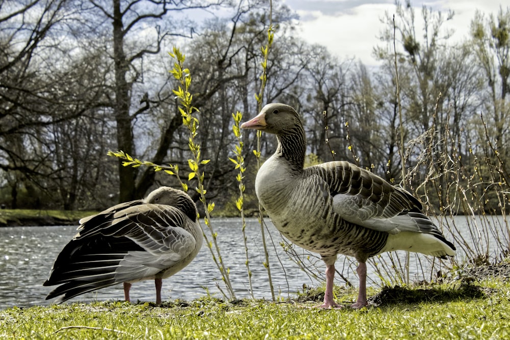 a couple of geese standing next to a body of water