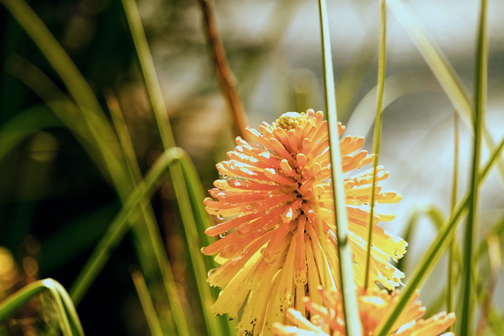 a close up of a flower