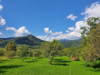 A serene landscape featuring lush green fields and a clear blue sky, symbolizing health and wellness.