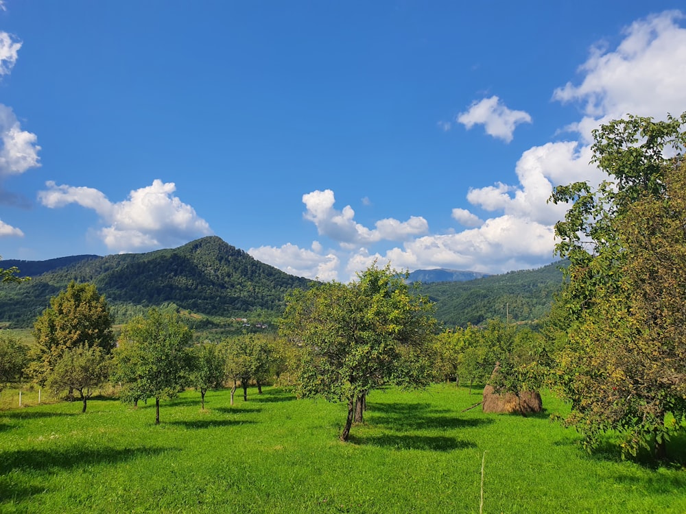 un campo erboso con alberi e montagne sullo sfondo