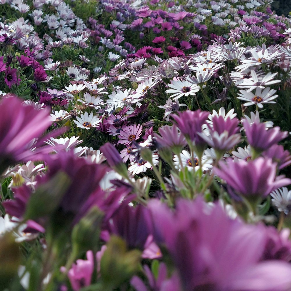 a close up of purple flowers