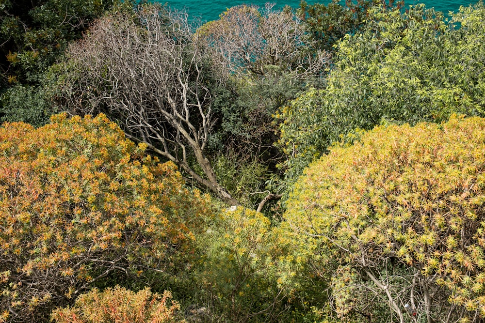 a group of trees with yellow leaves