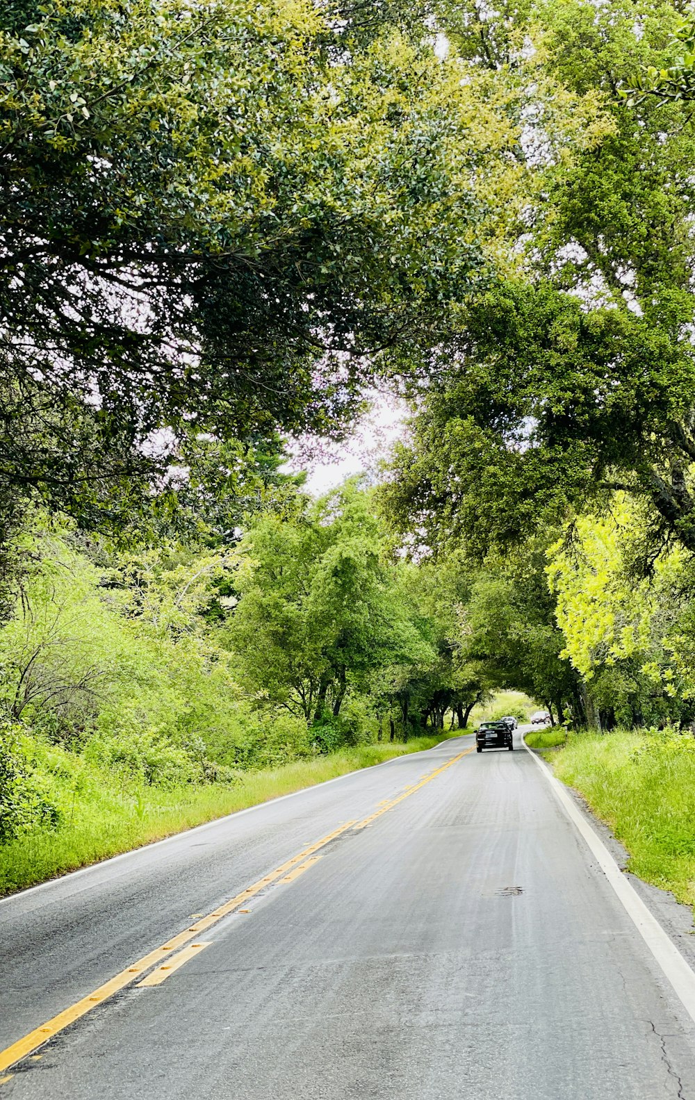 a road with trees on the side