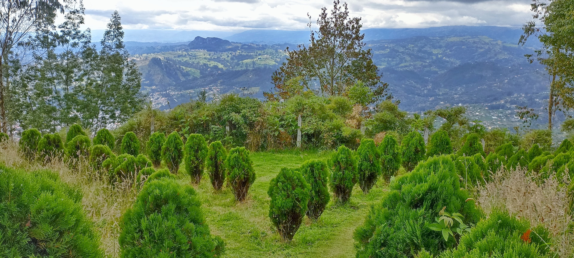 a landscape with trees and hills in the background