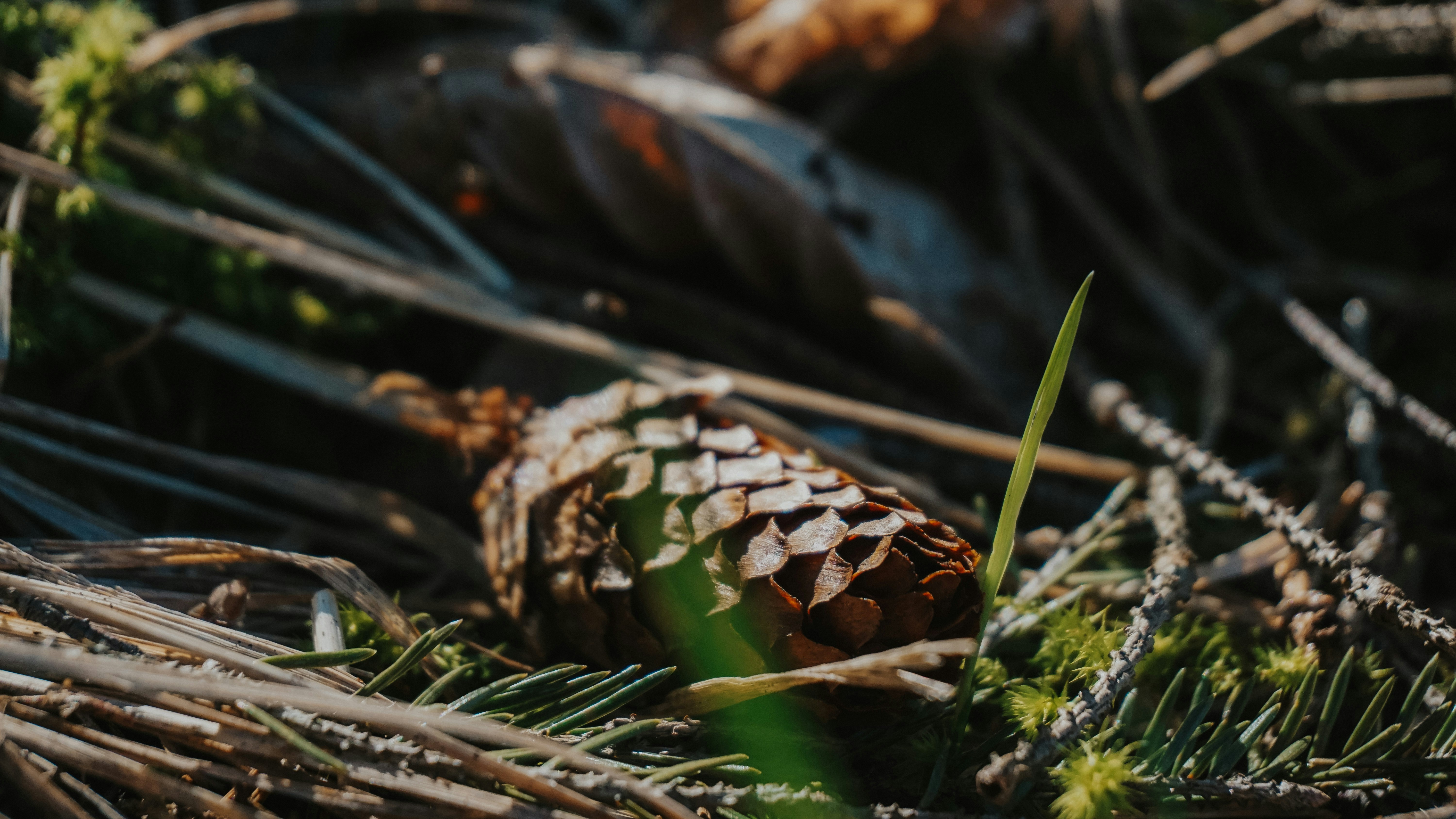 Photo by victoriagnatiuc