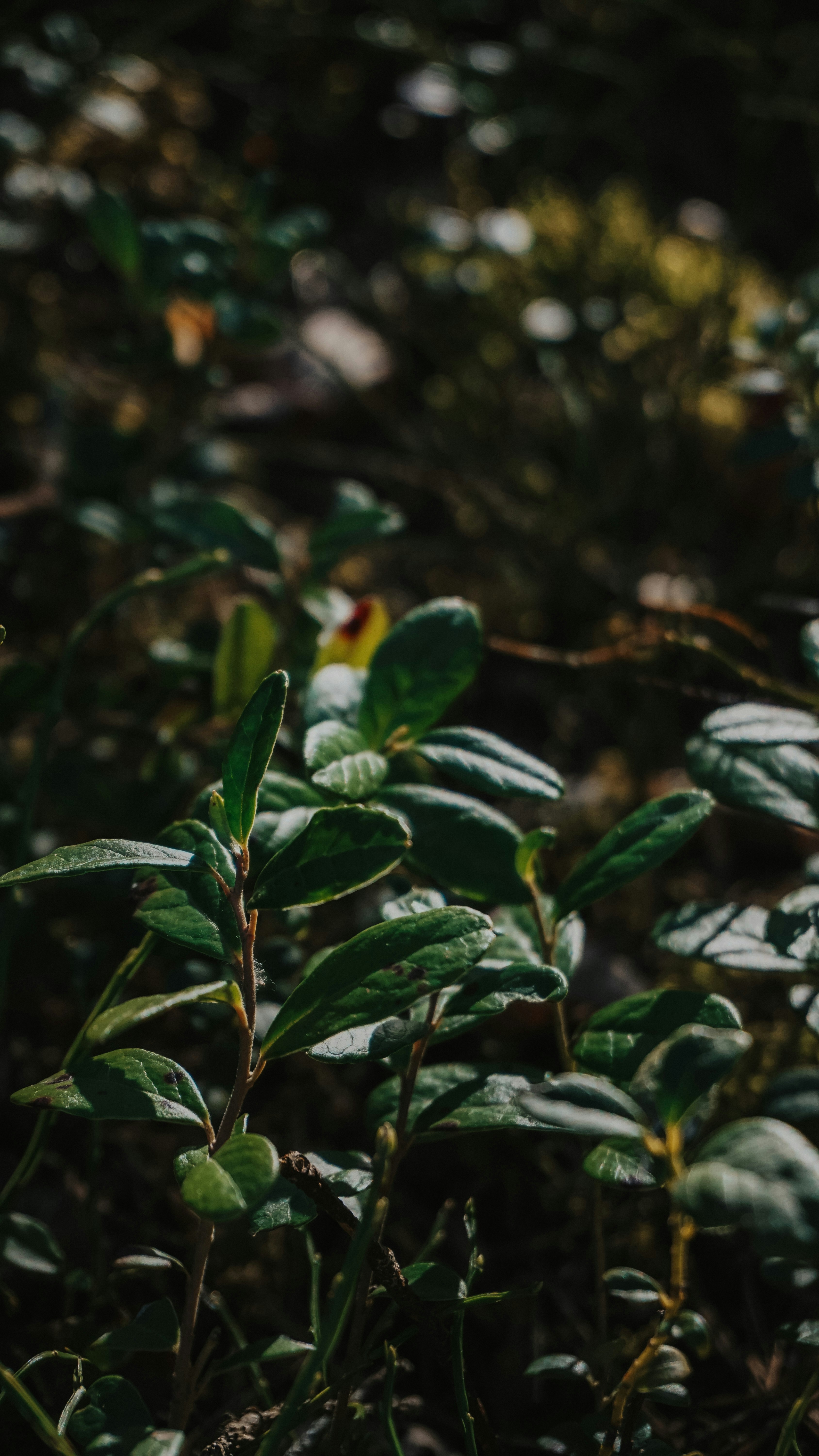 Photo by victoriagnatiuc