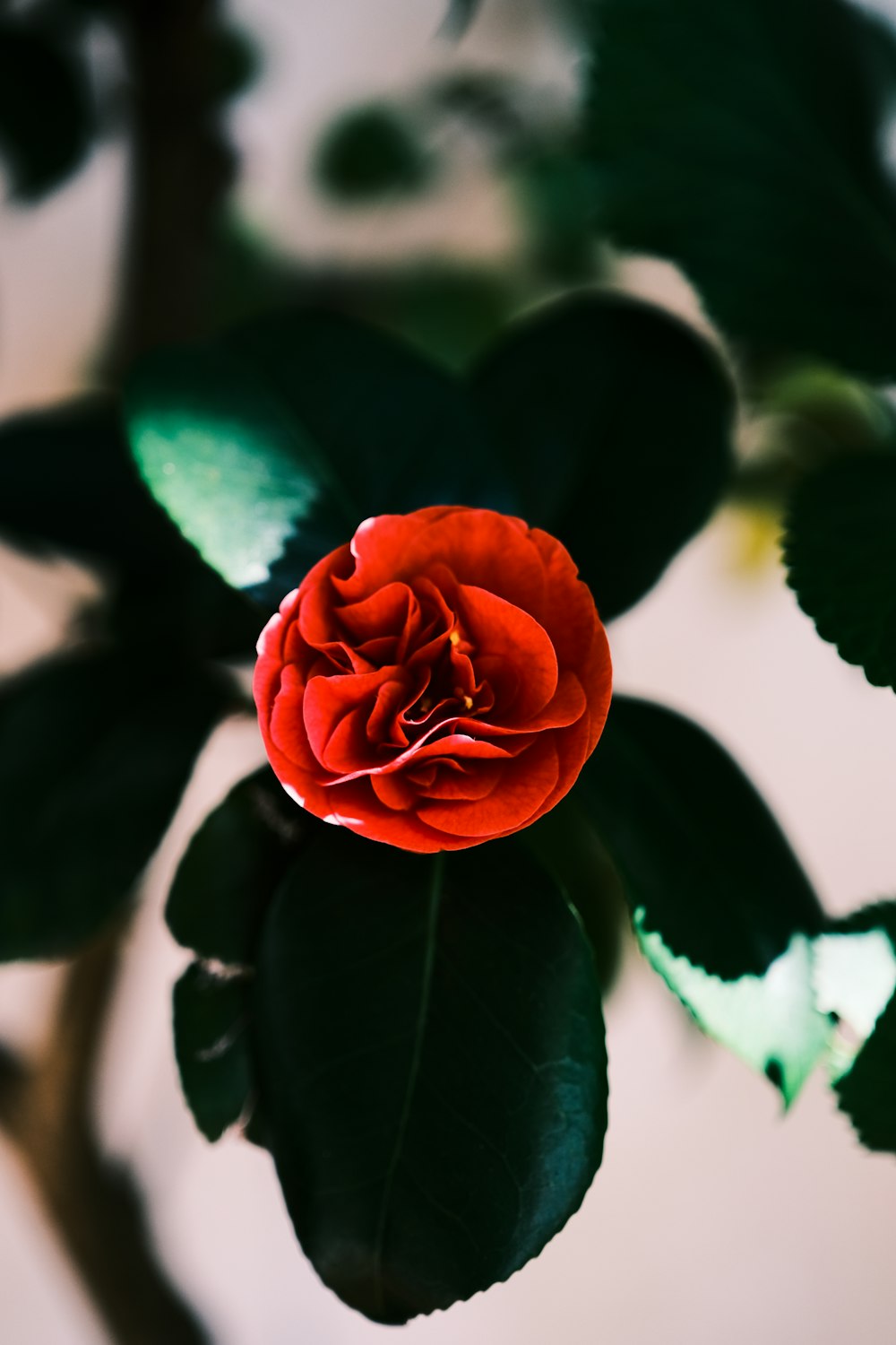 eine Rose mit Blättern