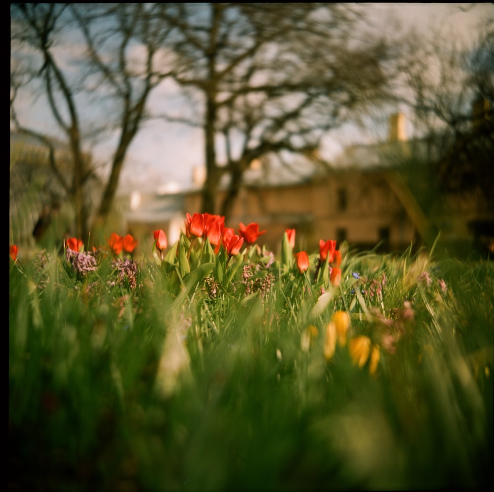 Un campo de flores