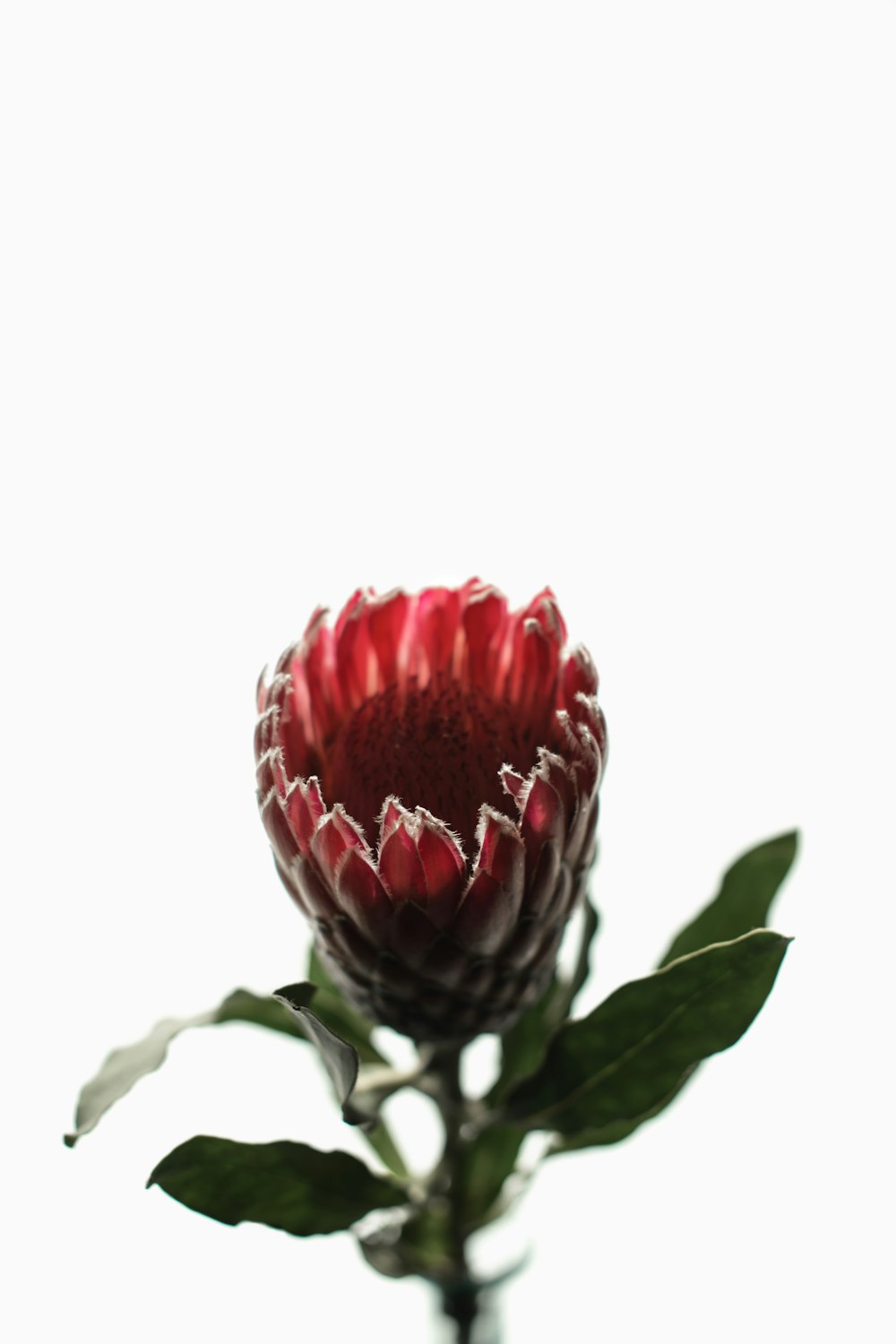 a red flower with green leaves