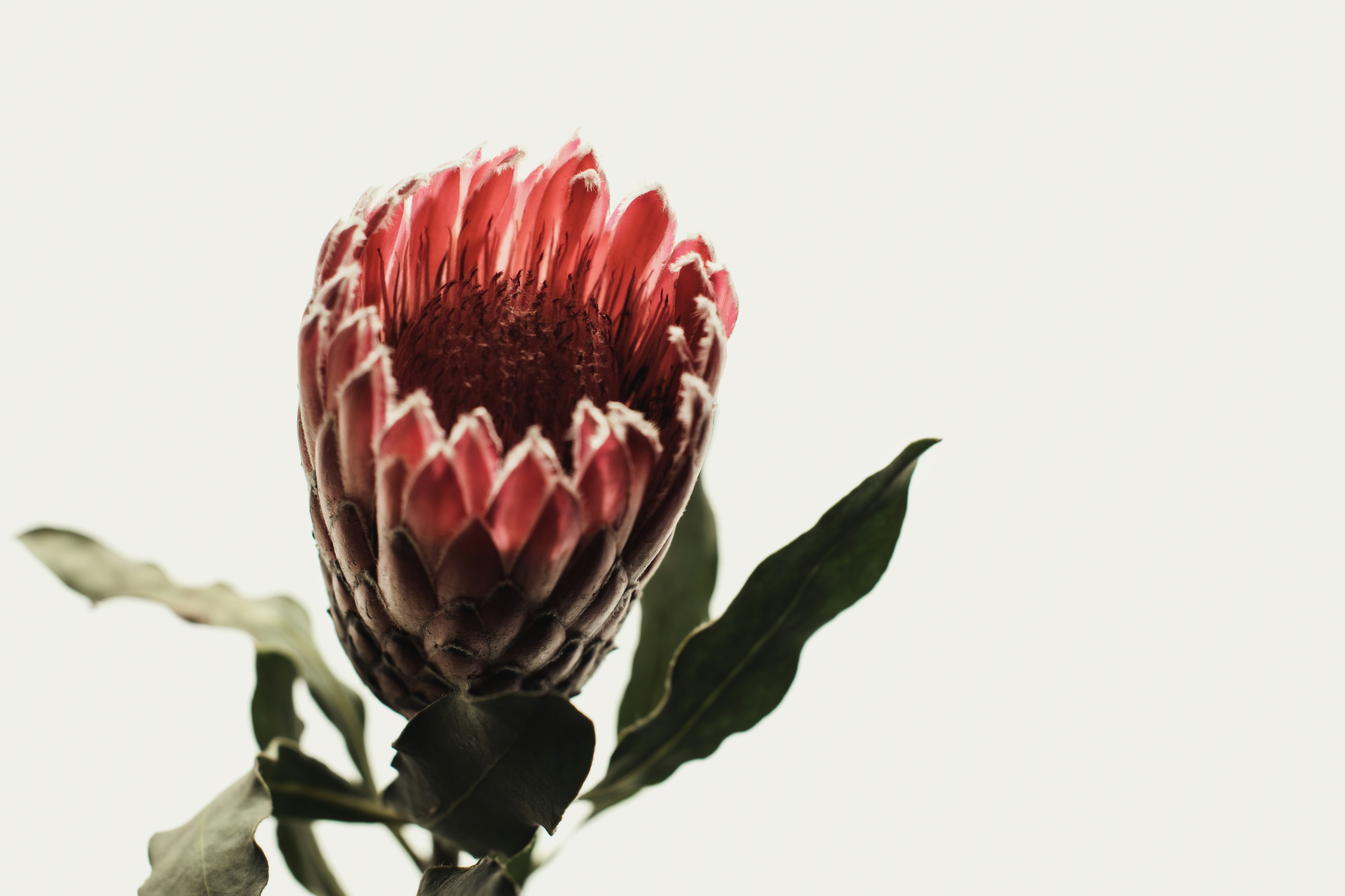 אז מתוכך פורץ מעיין, הוא מתגבר ומתגבר 1