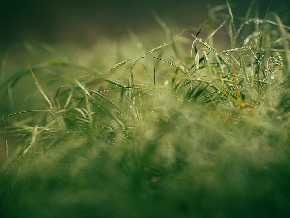 close up of grass