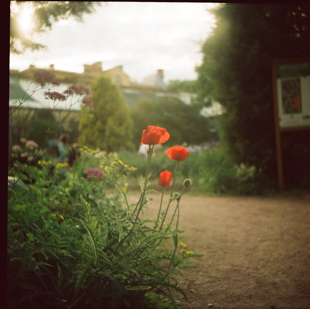 a group of flowers in a garden