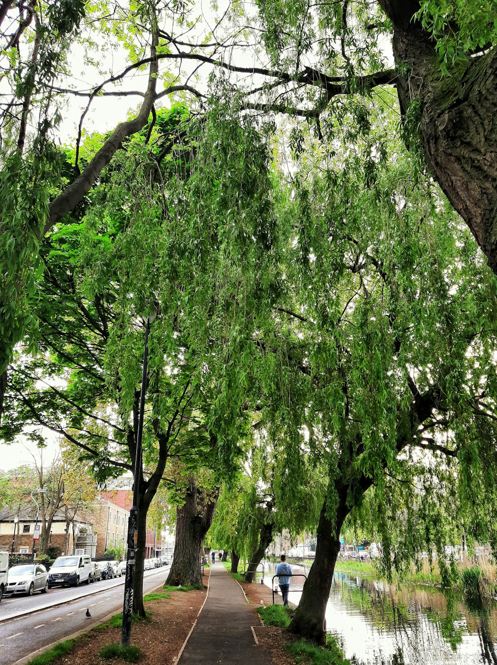 a sidewalk with trees on the side