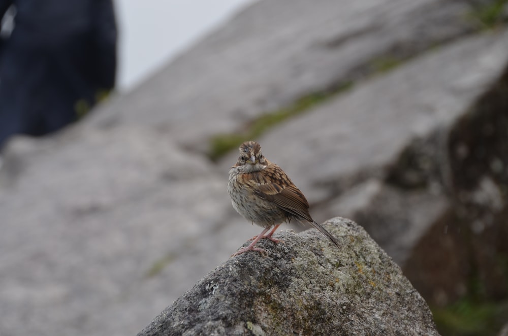 a bird standing on a rock