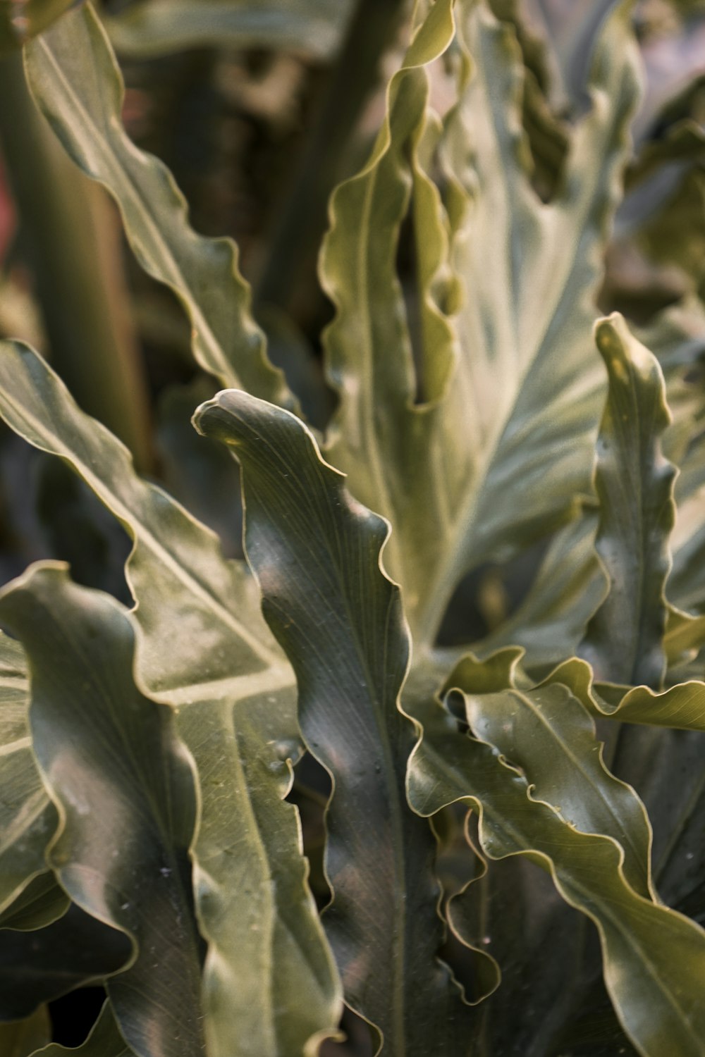 close-up of a green leaf