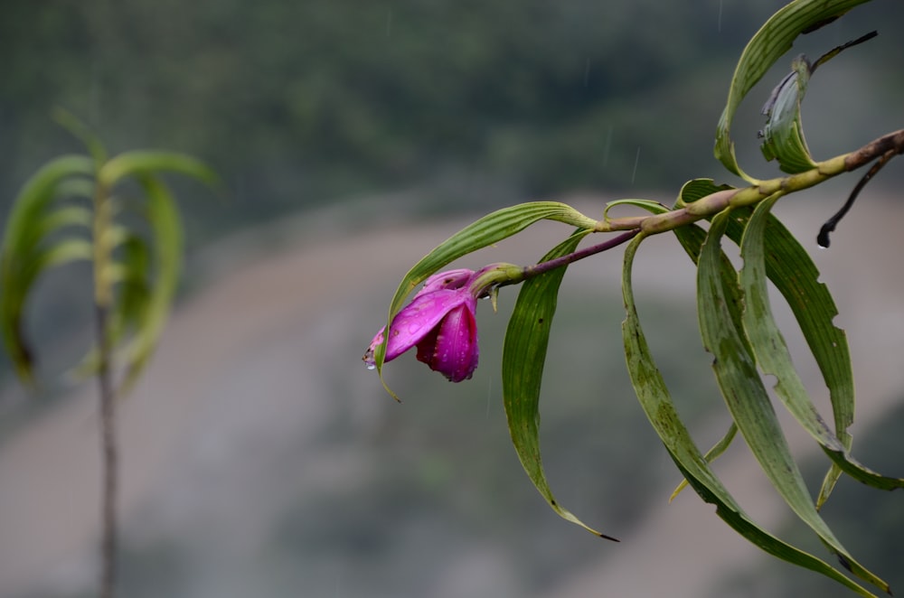 a close up of a flower