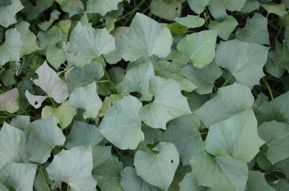 a group of green leaves