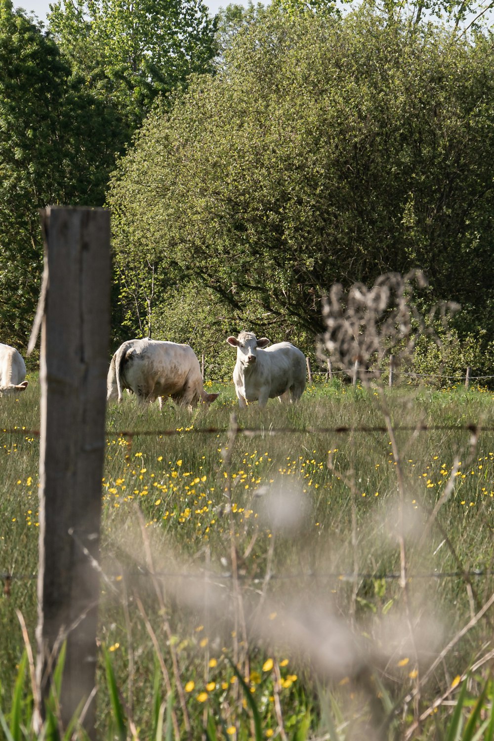 Un grupo de cabras se para cerca de un estanque