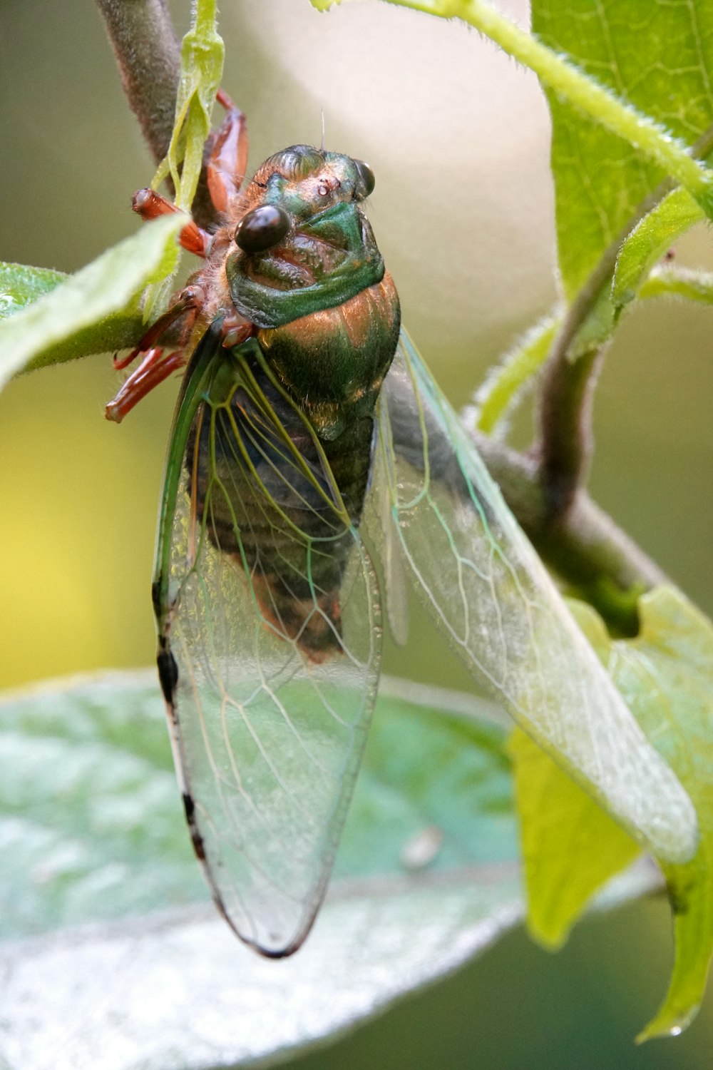 a close up of a fly