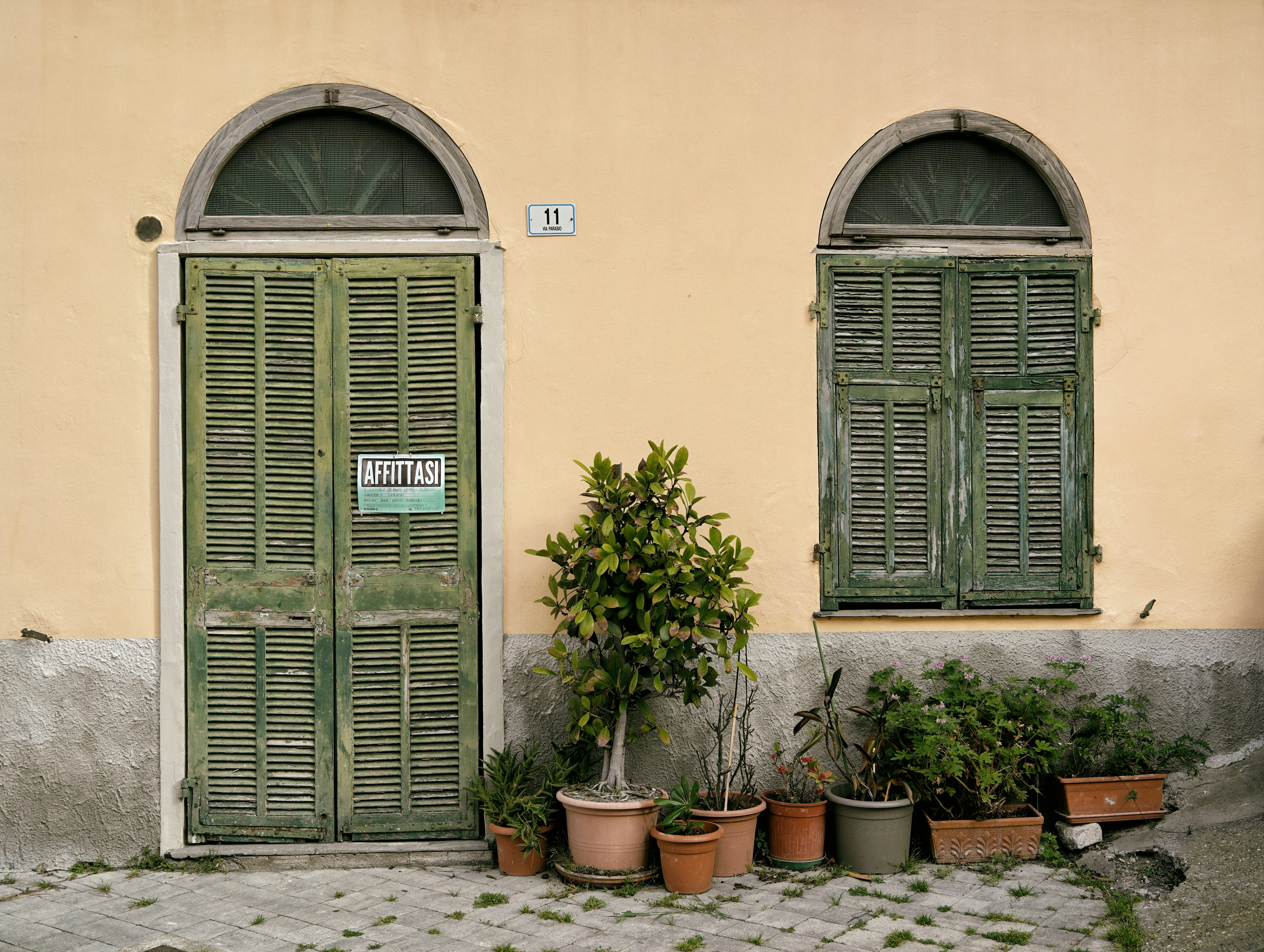 Green door with potted plants