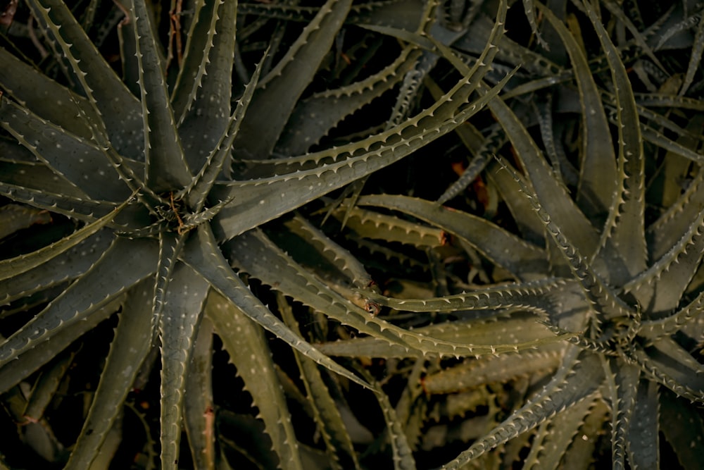 close up of a plant