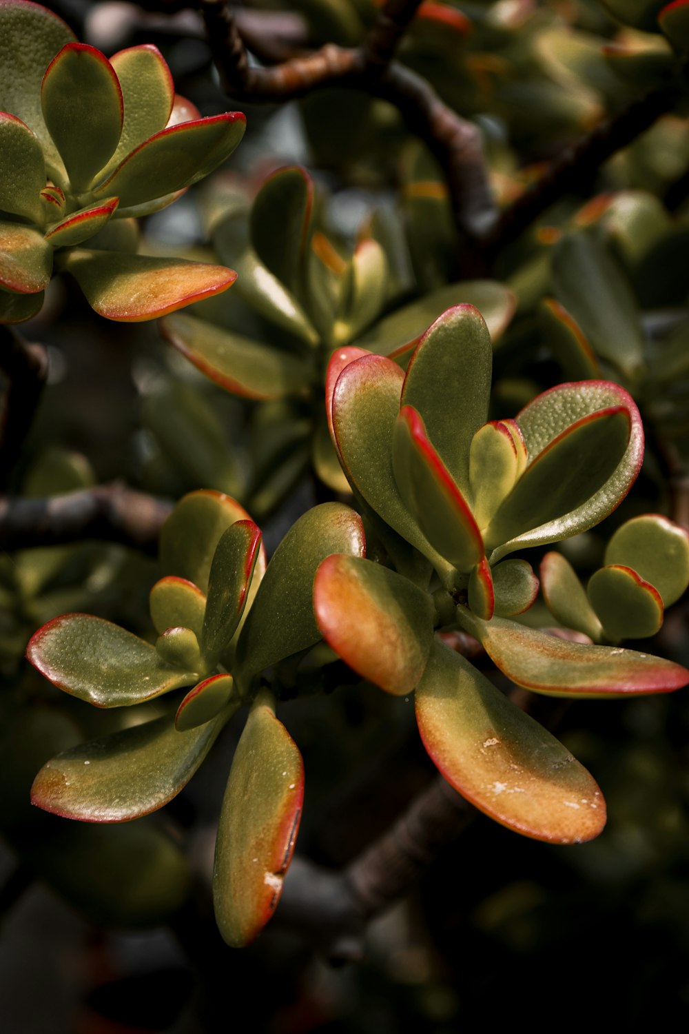 a close up of a plant