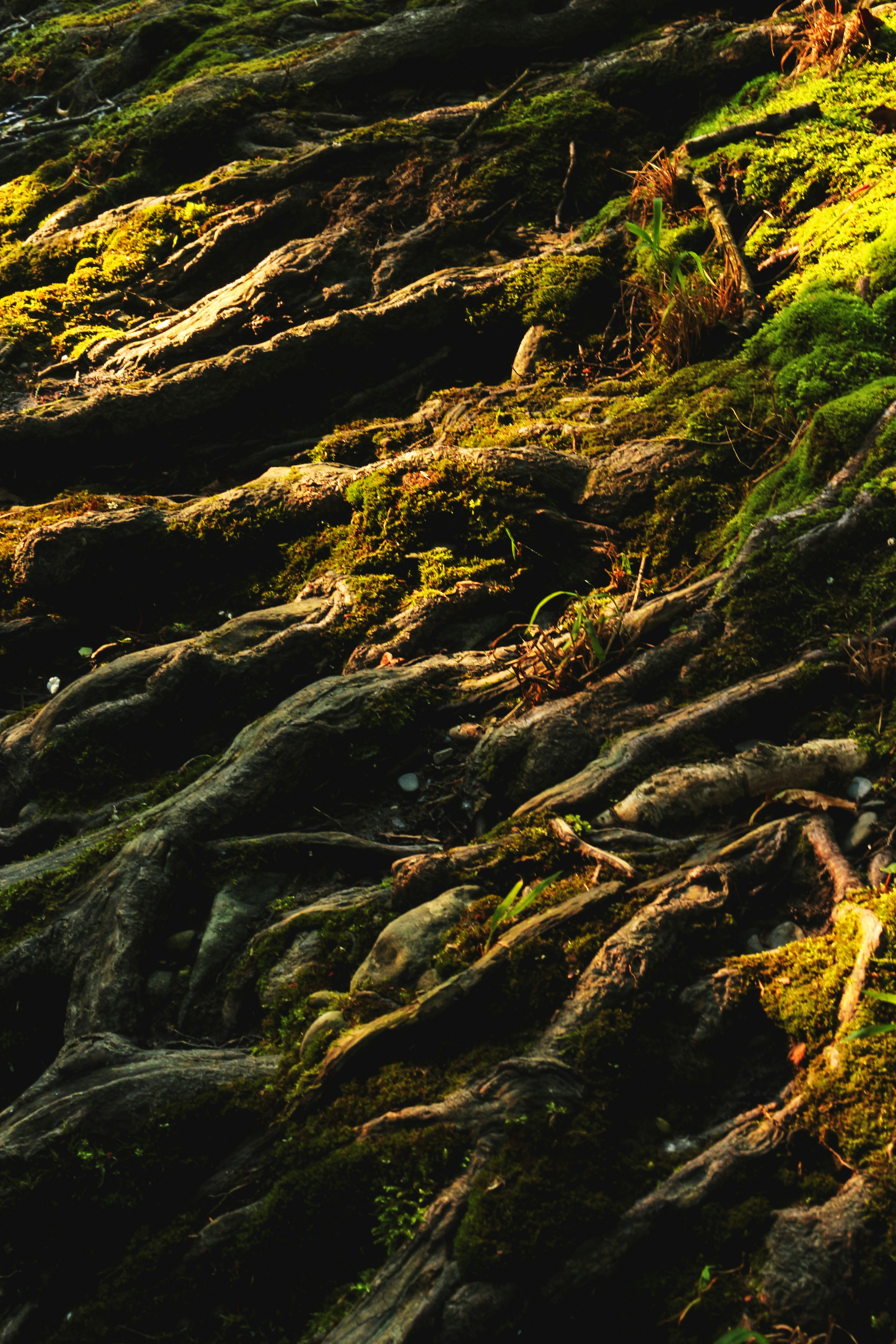 Photo by miloslopusina