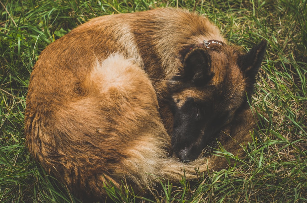 a brown and white fox lying in the grass