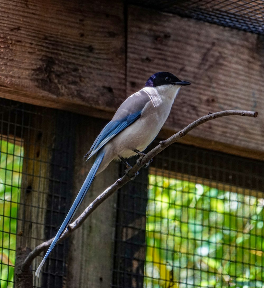 a bird sitting on a branch